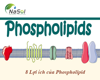 8 Lợi ích của Phospholipid với sức khỏe 