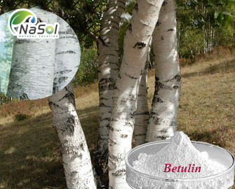 8 Lợi ích của Betulin từ Vỏ thân cây Bạch Dương