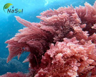 Red marine algae extract