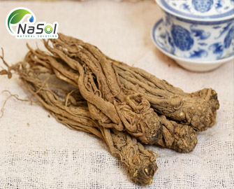 Korean Angelica root (Đương quy Hàn quốc) – Tác dụng và lưu ý khi sử dụng 