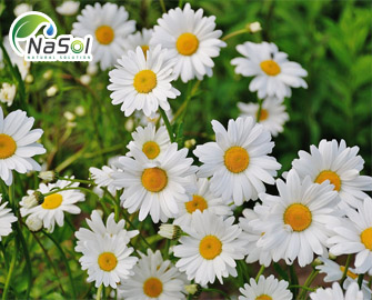 11 tác dụng có lợi cho sức khỏe và sắc đẹp của Cúc châu âu (Daisy Flower) 