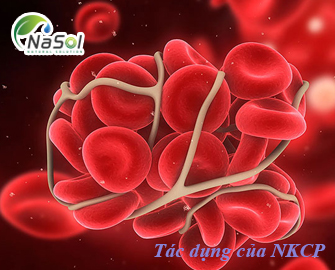 Tác dụng chống huyết khối và tiêu sợi huyết của NKCP (Protein từ Bacillus subtilis natto)