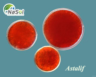 Astalif™ – Astaxanthin từ Iceland