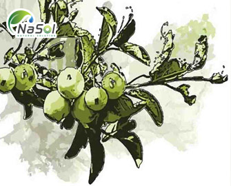 Applephenon® -  Chiết xuất táo dại
