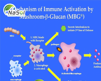 Immunecanmix® - Nguyên liệu Nasol