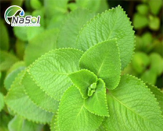 Coleus forskohlii extract - Chiết xuất từ Húng chanh