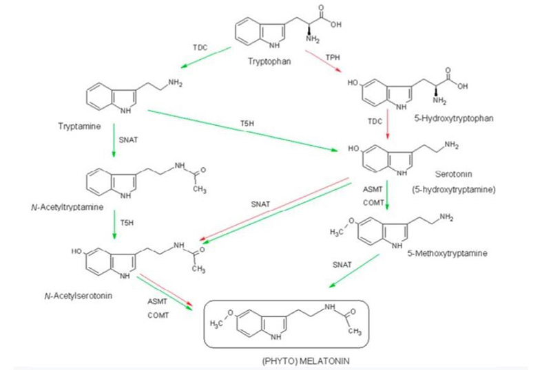 quá trình tổng hợp herbal melatonin