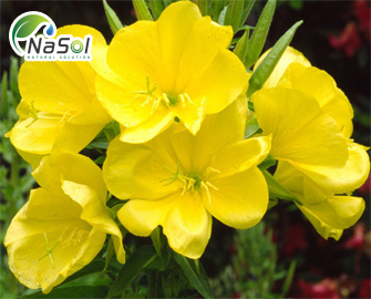  Evening primrose extract - Chiết xuất hoa anh thảo