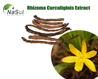 Common Curculigo Rhizoome Extract - Chiết xuất Sâm cau