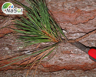 Pine Bark extract - Chiết xuất thông đỏ