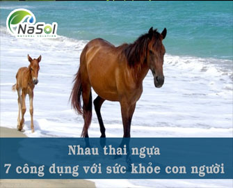 Nhau thai ngựa - 7 Tác dụng với sức khỏe con người -Nguyên liệu Nasol