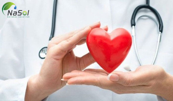 chiết xuất hàu có lợi cho sức khỏe tim mạch
