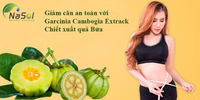 nguyên liệu gacinia cambogia hỗ trợ giảm cân