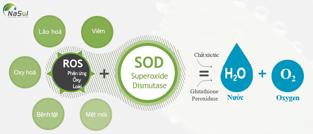 Superoxide dismutase (SOD) chuyển đổi superoxide thành hydrogen peroxide, sau đó được loại bỏ bởi catalase và glutathione peroxidase