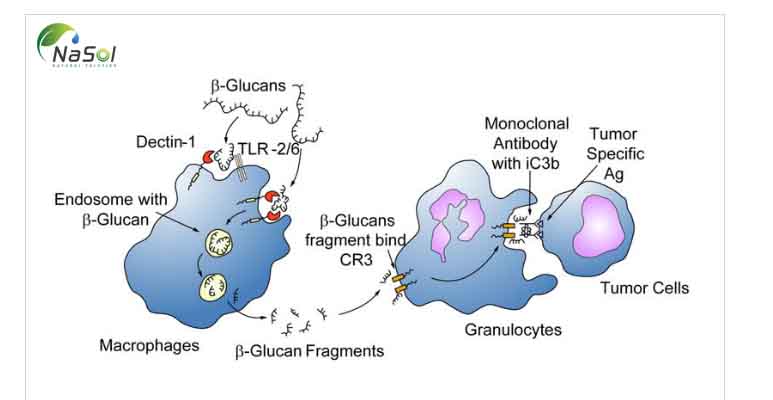 Beta-glucan gắn với đại thực bào