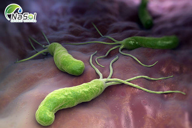 Chiết xuất bông cải xanh tiêu diệt vi khuẩn helicobacter pylori