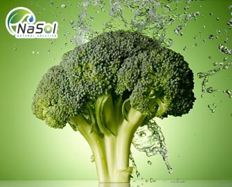 Đặc tính  chống oxy hóa của chiết xuất bông cải xanh (broccoli sprout extract)