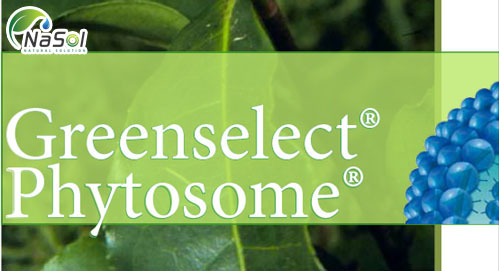 Green tea phytosome extract (chiết xuất trà xanh phytosome)