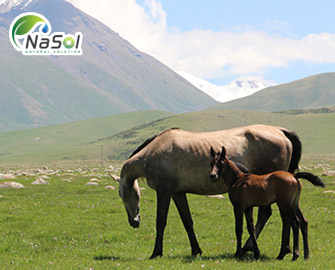 Horse placenta - Các dạng nhau thai ngựa được sử dụng hiện nay - Nguyên liệu Nasol