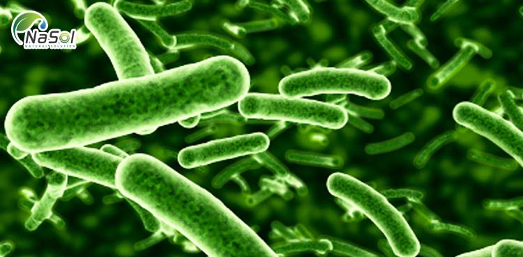 Vi khuẩn Lactobacillus rhamnosus là một trong những loại probiotic được sử dụng rộng rãi