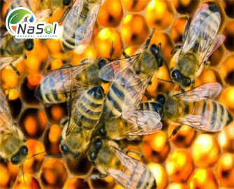 Vì sao nên chọn keo ong tan trong nước? 