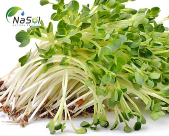 Tác dụng của bông cải xanh trong phòng chống và điều trị các bệnh ung thư 