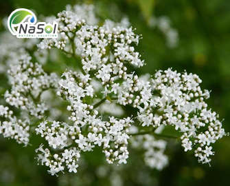 Tagar: nữ lang Ấn Độ (Valeriana jatamansi)