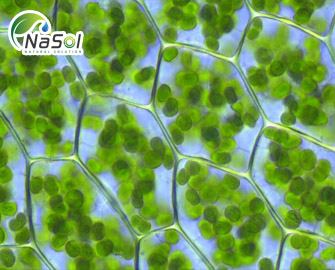 Fucoidan - 10 tác dụng với sức khỏe