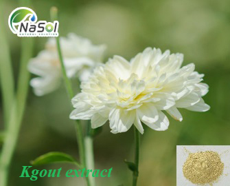 Chiết xuất hoa cúc giàu luteolin giảm uric acid máu 