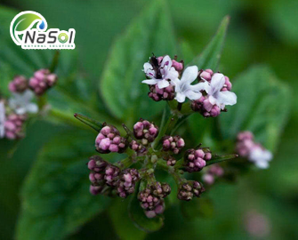 Lợi ích sức khỏe của Valeriana hardwickii