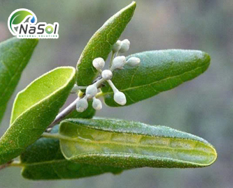 Lá Boldo (Peumus boldus): thành phần và công dụng