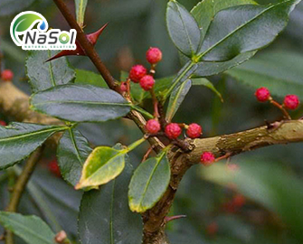 Lợi ích sức khỏe của sẻn gai (Zanthoxylum armatum)