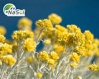 Lợi ích sức khỏe của tinh dầu Helichrysum