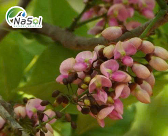 Karanja là gì? Những lợi ích sức khỏe