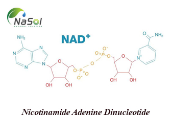 Nicotinamide Adenine Dinucleotide (NAD): Vai trò và tác dụng