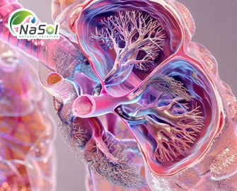 Peptide chiết xuất từ lách: công dụng và tác dụng phụ