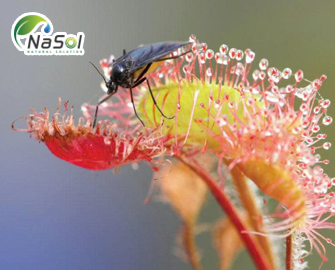 Gọng vó lá tròn (Roundleaf Sundew): Công dụng