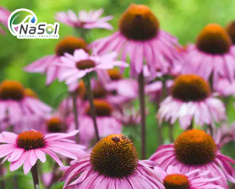 10 tác dụng có lợi cho sức khỏe của Hoa cúc tím (Echinacea Purpurea) 