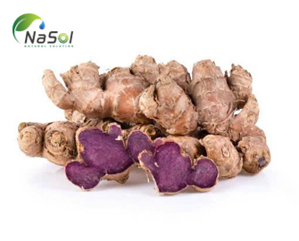 Tác dụng lâm sàng của Gừng đen (Black ginger)
