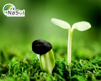8 tác dụng của Soy Isoflavone với sức khỏe con người 
