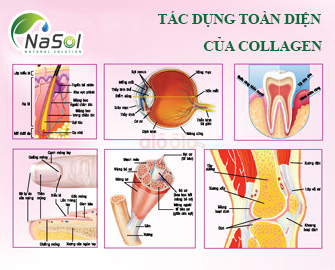COLLAGEN PEPTIDE TỪ CÁ TUYẾT- COLLAGEN TỪ CÁ BIỂN SÂU CHO HIỆU QUẢ LÀM ĐẸP VƯỢT TRỘI