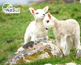 Tác dụng và những lưu ý khi sử dụng Nhau thai cừu 