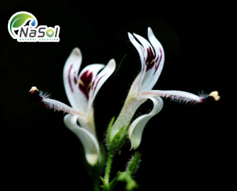 10 lợi ích sức khỏe của Xuyên Tâm Liên 