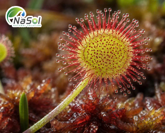 Sundew (cây gọng vó): những lợi ích với sức khỏe