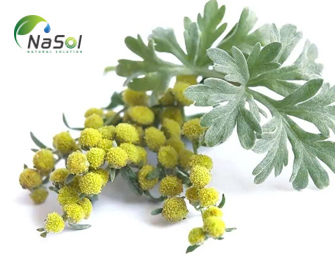 Wormwood là gì? Lợi ích với sức khỏe