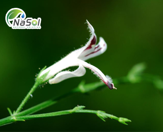 Bộ Y tế cho phép sử dụng vị thuốc xuyên tâm liên để điều trị COVID-19