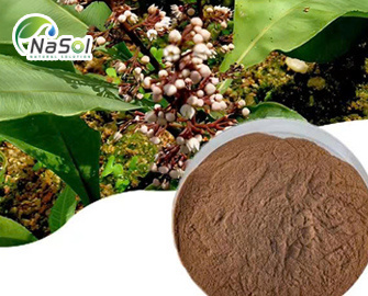Chiết xuất Kacip fatimah Chiết xuất Kacip fatimah
