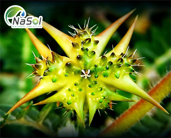 Chiết xuất bạch tật lê 