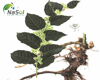 Chiết xuất Cốt khí củ Chiết xuất Cốt khí củ