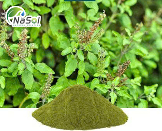 Chiết xuất hương nhu tía